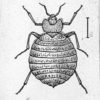 Open source drawing of bedbug from wikimedia foundation