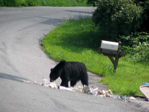 Bear eating garbage