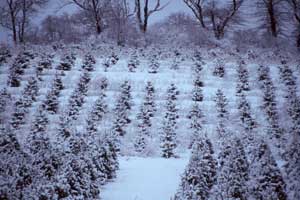 cut your own christmas trees in sussex county sussex cut your own christmas trees in sussex county sussex