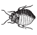 graphic of bedbug