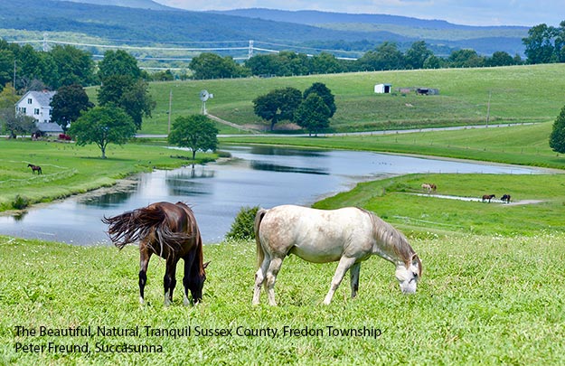 Horses and landscape