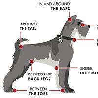 Tick Season Awareness