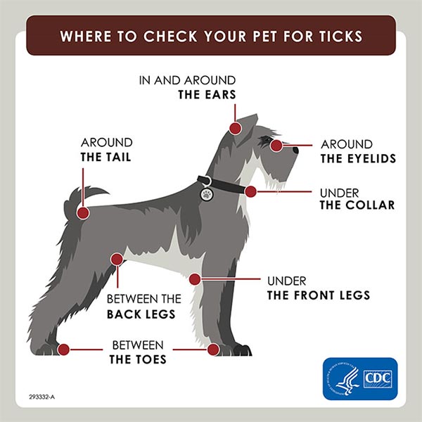 Where to check your pet for ticks