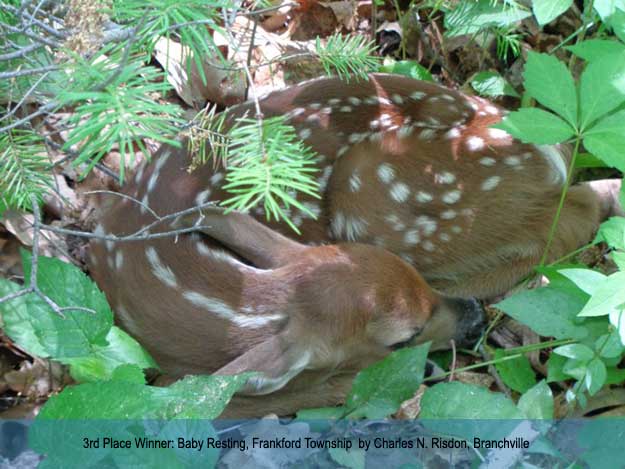 Baby Resting