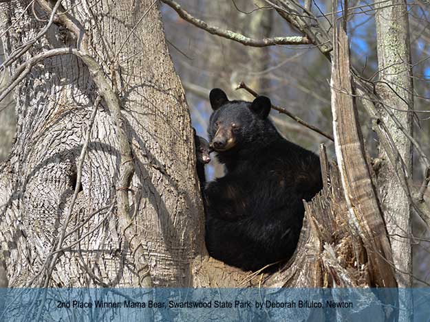 Mama Bear