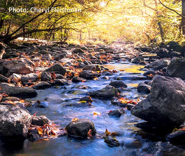 Flatbrook in Fall - Stokes State Forest