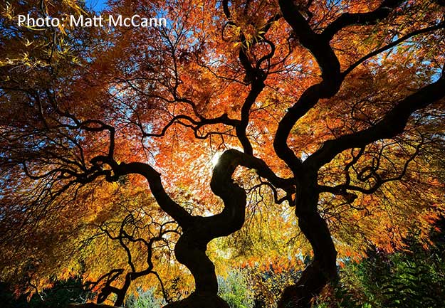 Maple Tree in Autumn