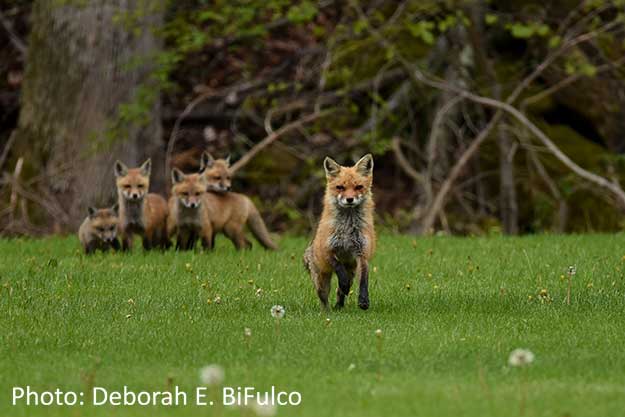 Fox Family