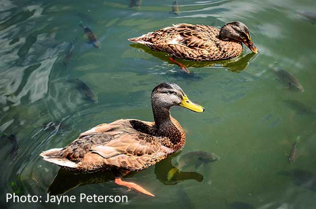 Swimming Ducks