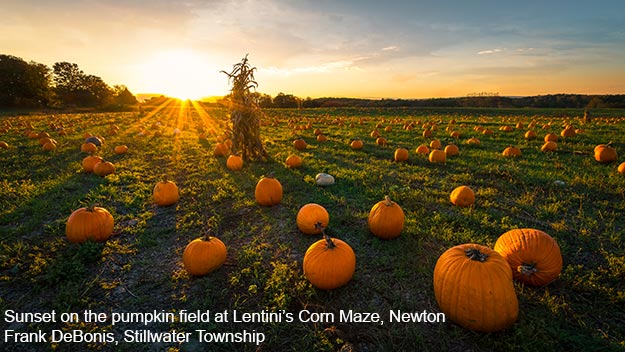 Sunset on the pumpkin field