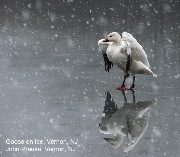 Goose on Ice