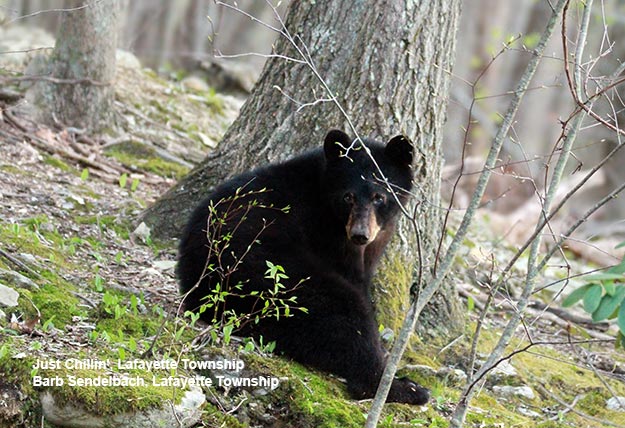 Bear relaxing