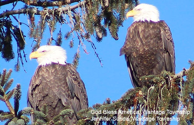 Two bald eagles in a tree