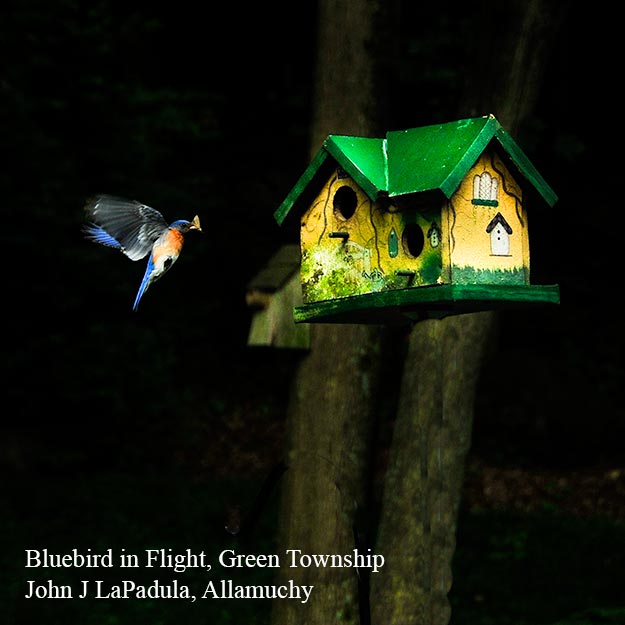 Bluebird in Flight