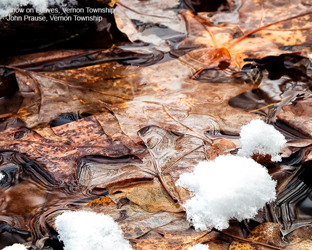 Snow on leaves