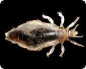 picture of a louse