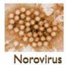 norovirus