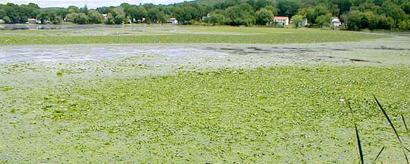 water chestnuts